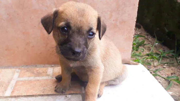 Cachorro ra a Sem Raça definida  idade Abaixo de 2 meses nome São 7 filhotes 