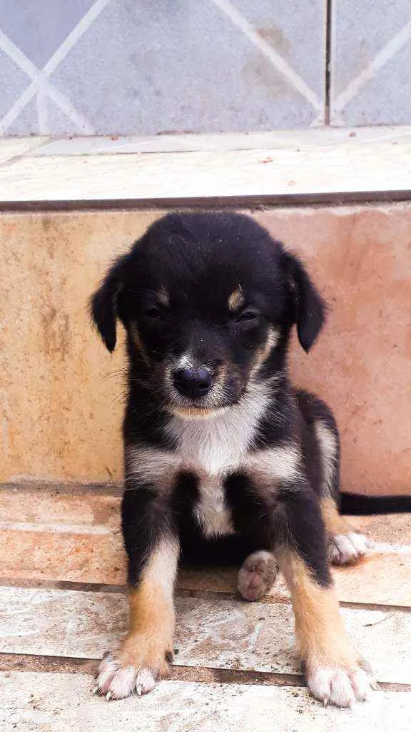 Cachorro ra a Sem Raça definida  idade Abaixo de 2 meses nome São 7 filhotes 