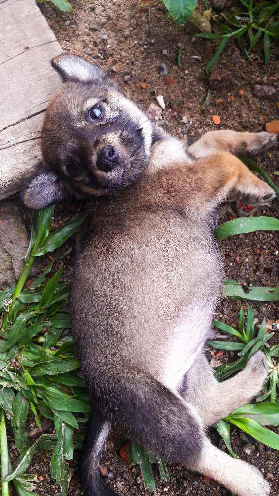 Cachorro ra a Sem Raça definida  idade Abaixo de 2 meses nome São 7 filhotes 