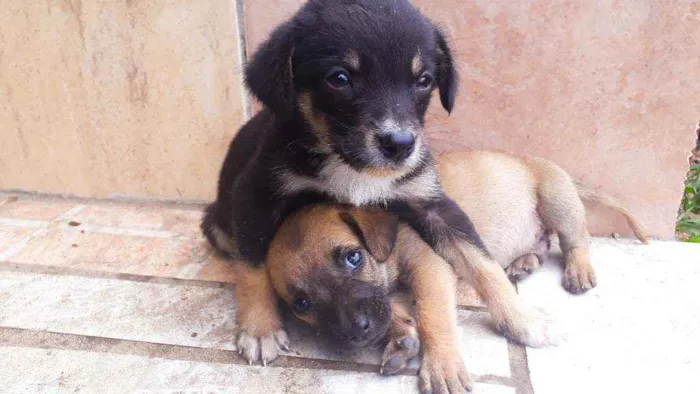 Cachorro ra a Sem Raça definida  idade Abaixo de 2 meses nome São 7 filhotes 