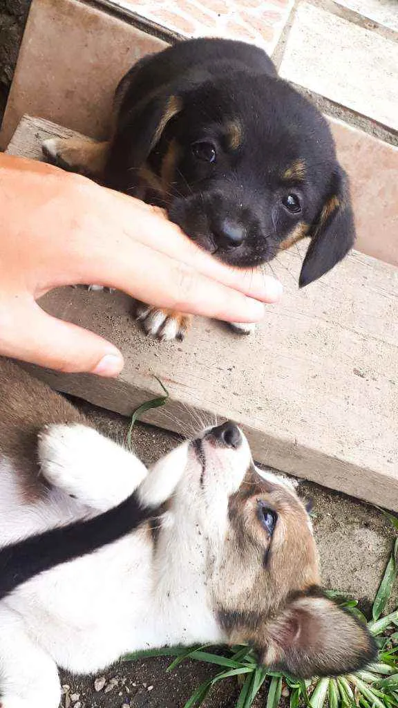 Cachorro ra a Sem Raça definida  idade Abaixo de 2 meses nome São 7 filhotes 