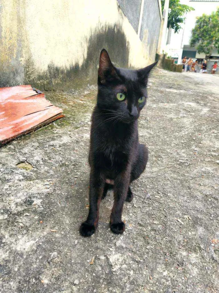 Gato ra a Felina idade 7 a 11 meses nome Gatinha