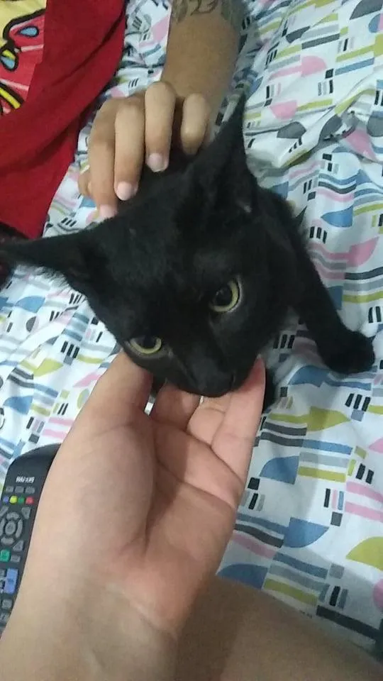 Gato ra a  idade 2 a 6 meses nome Paçoca