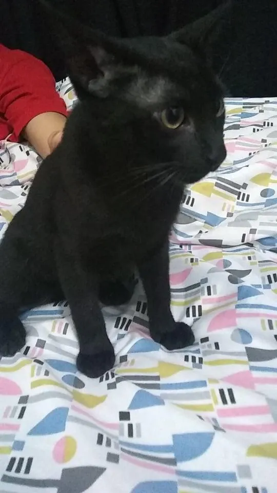 Gato ra a  idade 2 a 6 meses nome Paçoca