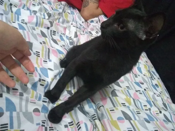 Gato ra a  idade 2 a 6 meses nome Paçoca