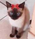 Sofia 
