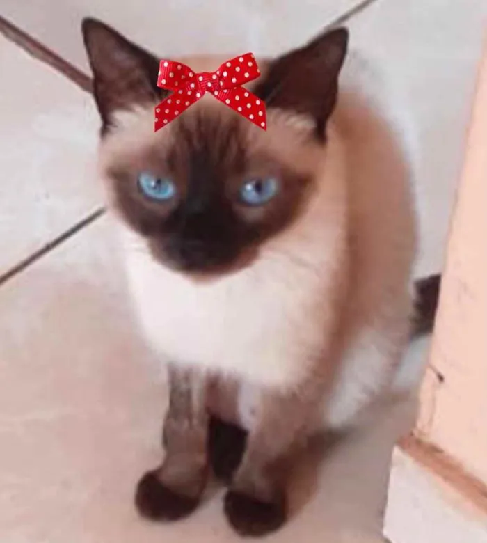 Gato ra a Siamesa  idade 2 a 6 meses nome Sofia 