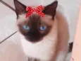 Sofia 