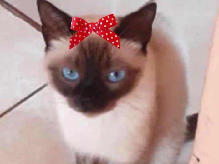Gato ra a Siamesa  idade 2 a 6 meses nome Sofia 