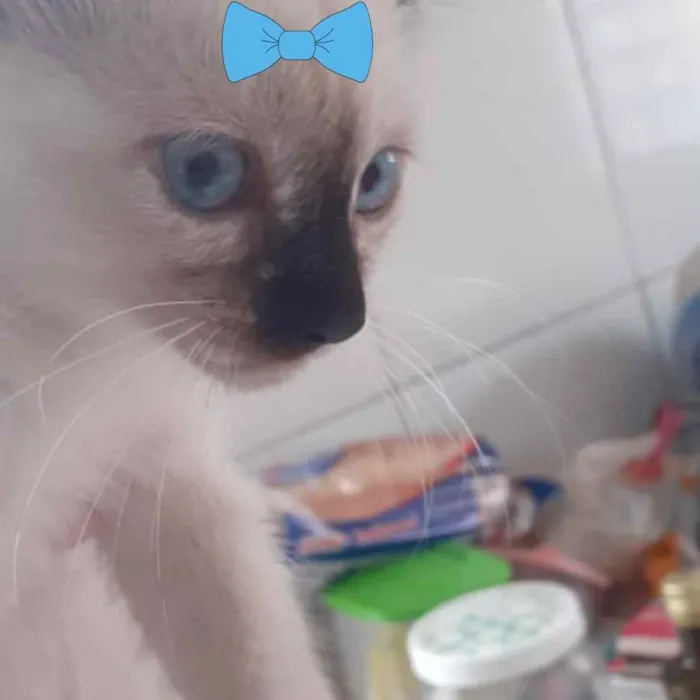 Gato ra a Siamesa  idade 2 a 6 meses nome Nina 