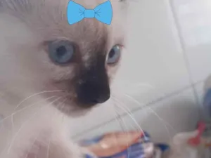 Gato raça Siamesa  idade 2 a 6 meses nome Nina 