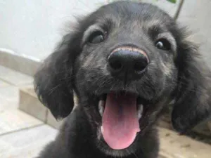 Cachorro raça Sem Raça Definida idade 2 a 6 meses nome Sem Nome