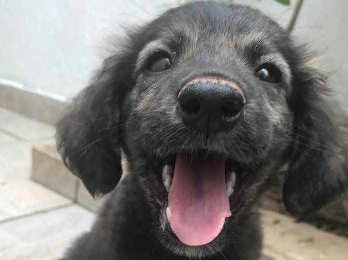 Cachorro raça Sem Raça Definida idade 2 a 6 meses nome Sem Nome