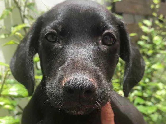 Cachorro raça Sem Raça Definida idade 2 a 6 meses nome Sem Nome
