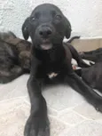 Cachorro raça Sem Raça Definida idade 2 a 6 meses nome Sem Nome
