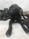 Cachorro raça Sem Raça Definida idade 2 a 6 meses nome Sem Nome