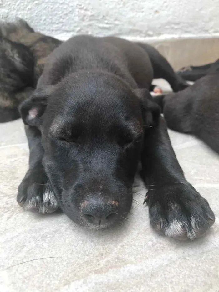 Cachorro raça Sem Raça Definida idade 2 a 6 meses nome Sem Nome