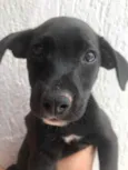 Cachorro raça Sem Raça Definida idade 2 a 6 meses nome Sem Nome