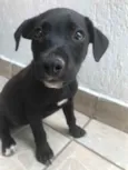 Cachorro raça Sem Raça Definida idade 2 a 6 meses nome Sem Nome