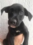 Cachorro raça Sem Raça Definida idade 2 a 6 meses nome Sem Nome