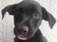 Cachorro raça Sem Raça Definida idade 2 a 6 meses nome Sem Nome