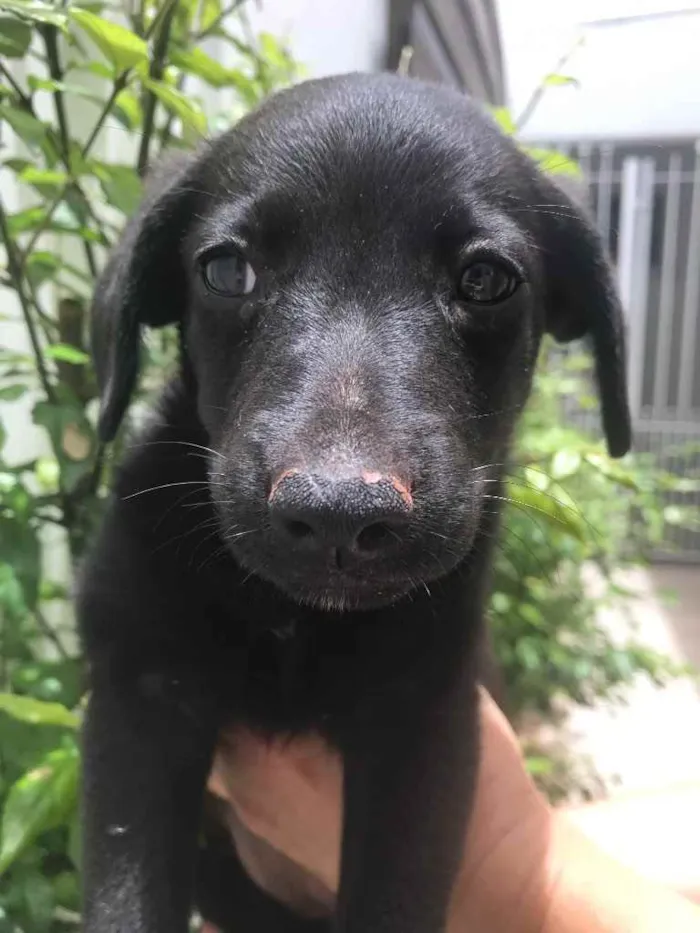 Cachorro raça Sem Raça Definida idade 2 a 6 meses nome Sem Nome