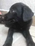 Cachorro raça Sem Raça Definida idade 2 a 6 meses nome Sem Nome
