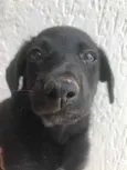 Cachorro raça Sem Raça Definida idade 2 a 6 meses nome Sem Nome