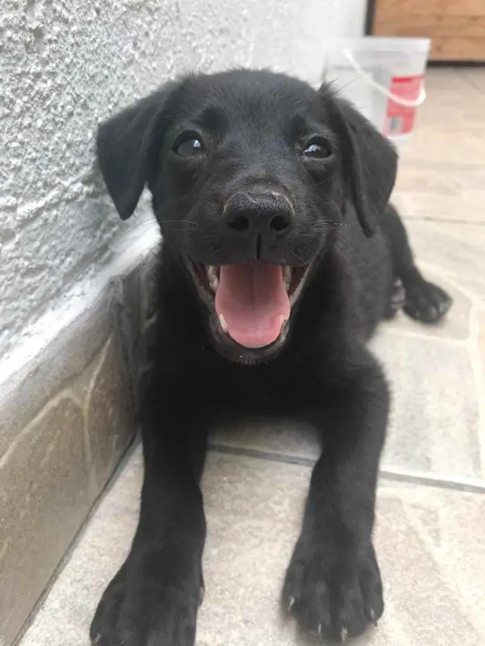 Cachorro raça Sem Raça Definida idade 2 a 6 meses nome Sem Nome