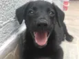 Cachorro raça Sem Raça Definida idade 2 a 6 meses nome Sem Nome