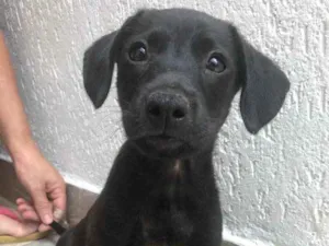 Cachorro raça Sem Raça Definida idade 2 a 6 meses nome Sem Nome