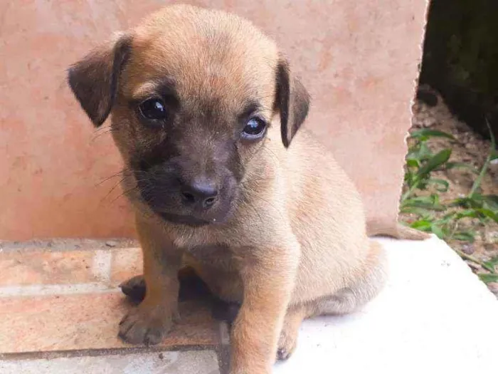 Cachorro ra a Sem Raça definida  idade Abaixo de 2 meses nome São 7 filhotes 