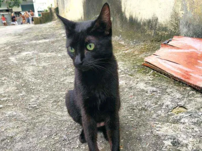 Gato ra a Felina idade 7 a 11 meses nome Gatinha