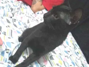 Gato raça  idade 2 a 6 meses nome Paçoca