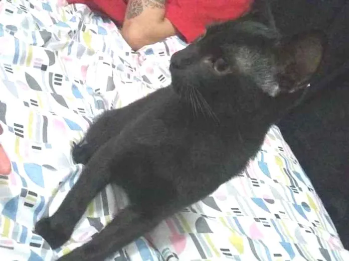 Gato ra a  idade 2 a 6 meses nome Paçoca