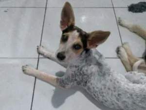 Cachorro raça  idade 2 a 6 meses nome Belinha