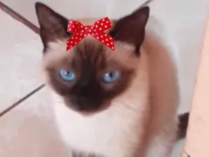 Gato raça Siamesa  idade 2 a 6 meses nome Sofia 