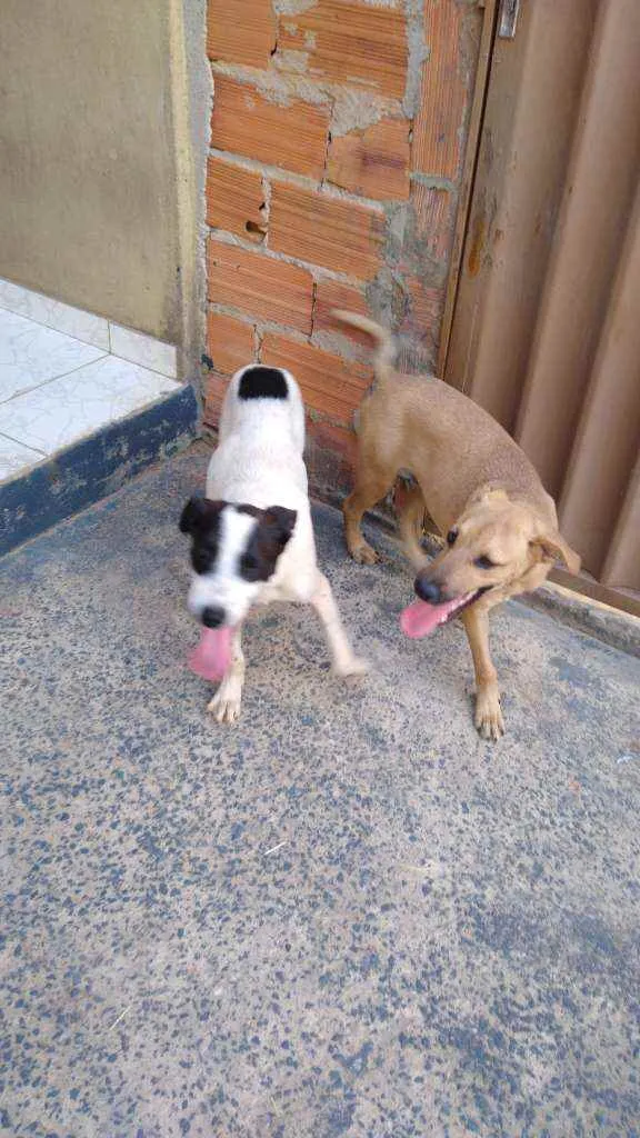 Cachorro ra a Vira lata idade 2 a 6 meses nome Dudu e Logan