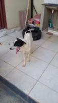 Dudu e Logan