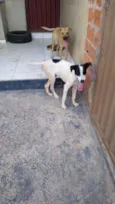 Dudu e Logan