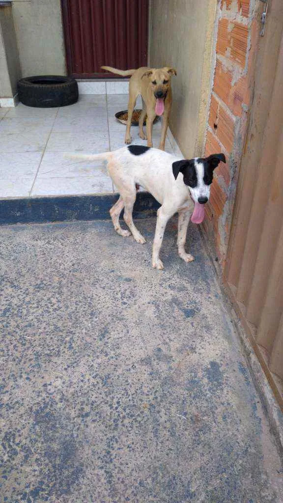 Cachorro ra a Vira lata idade 2 a 6 meses nome Dudu e Logan