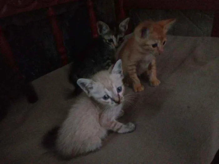 Gato raça Srd idade 2 a 6 meses nome Sem nomes