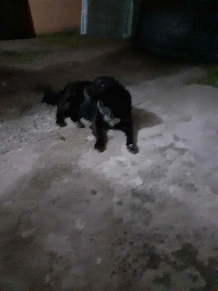 Cachorro ra a Raça  indefinida idade 6 ou mais anos nome Sultão 