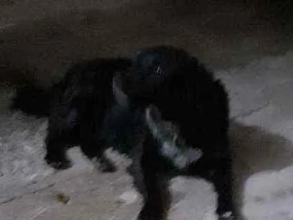 Cachorro ra a Raça  indefinida idade 6 ou mais anos nome Sultão 
