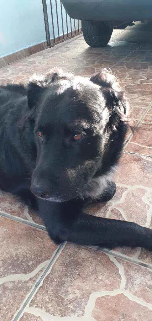 Cachorro ra a Raça  indefinida idade 6 ou mais anos nome Sultão 