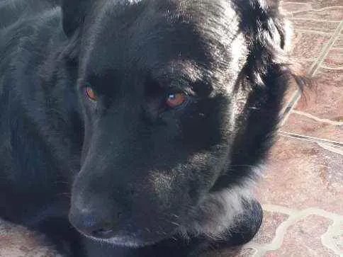 Cachorro ra a Raça  indefinida idade 6 ou mais anos nome Sultão 