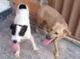 Dudu e Logan