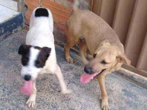 Cachorro ra a Vira lata idade 2 a 6 meses nome Dudu e Logan