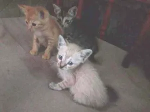 Gato raça Srd idade 2 a 6 meses nome Sem nomes