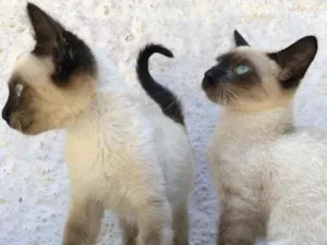 Gato raça Srd idade Abaixo de 2 meses nome Filhotes 